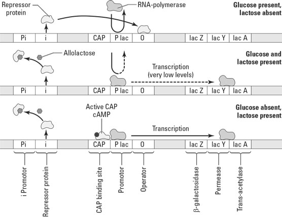 Regulation of the lac operon.