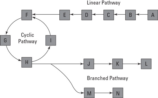Metabolic pathways.