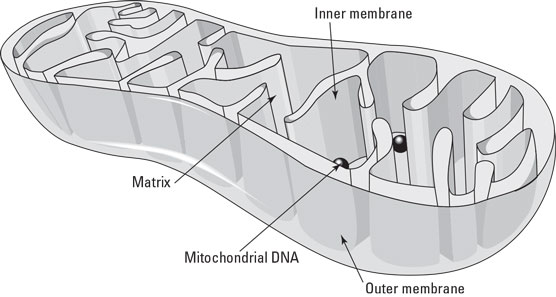 The mitochondrion.