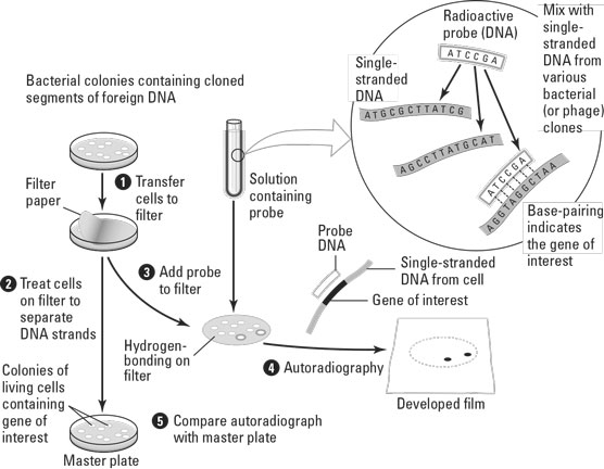 Nucleic acids probes.