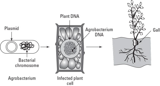 Transgenic plants.