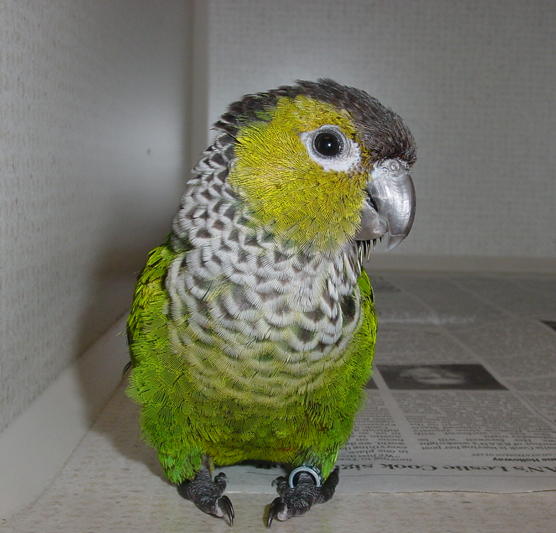 Pyrrhura conures