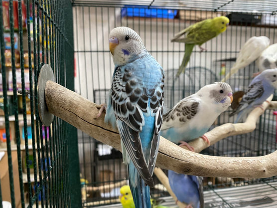 budgies