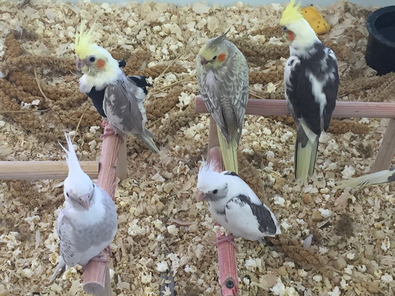 cockatiels in color mutations