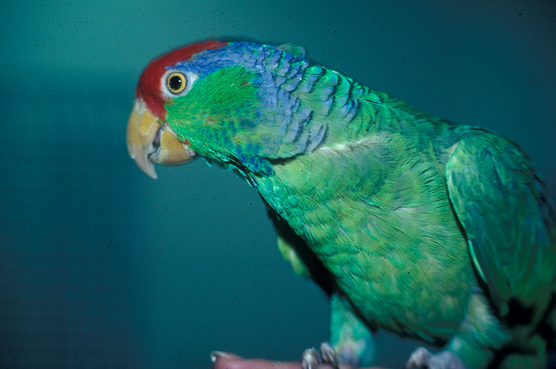 Amazon parrots
