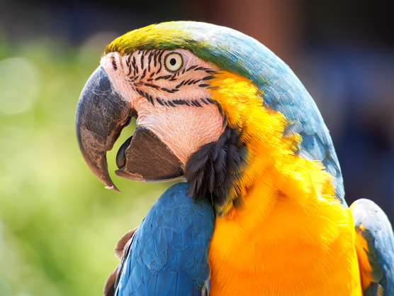 pet Macaw