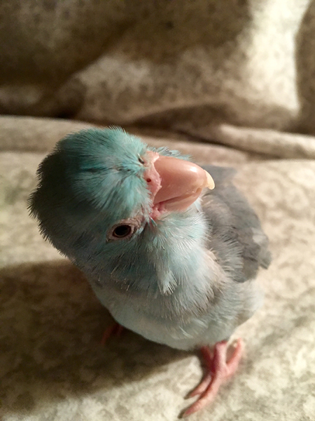 parrotlets as pets