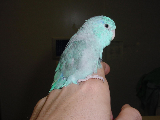 Parrotlets