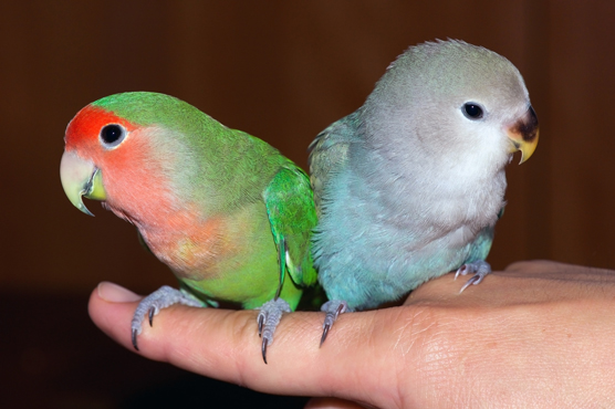 Peach-faced lovebirds