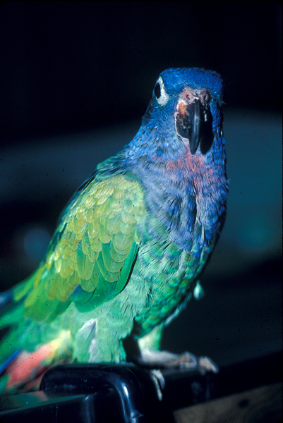 Pionus parrots
