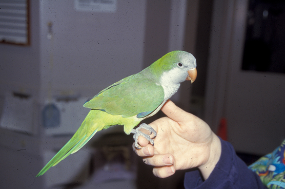 Quaker parakeets