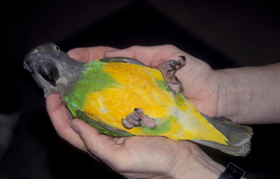 Poicephalus parrots 