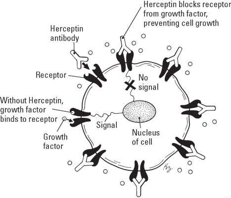 breast-herceptin