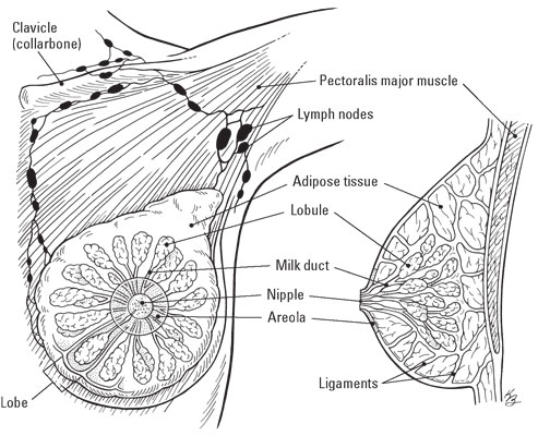 breast-illustrated