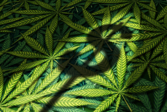 cannabis investment criteria