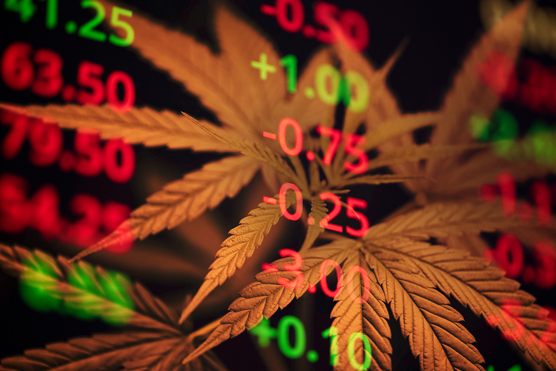 cannabis investing