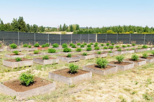 cannabis outdoor farm