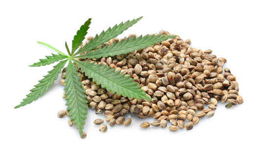 Buy Cannabis Seeds