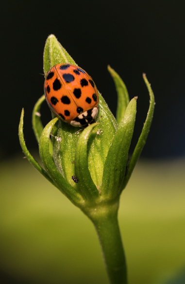 using macro lens on Canon Rebel