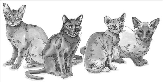 active cat breeds