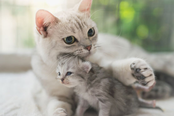 Mother cat and kitten