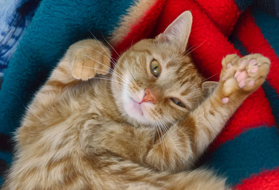 polydactyl cat