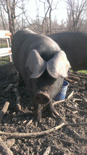 English black hog