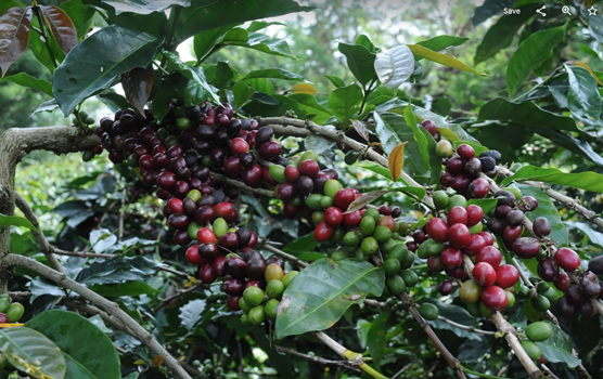 Coffee cherries ripen at different times.