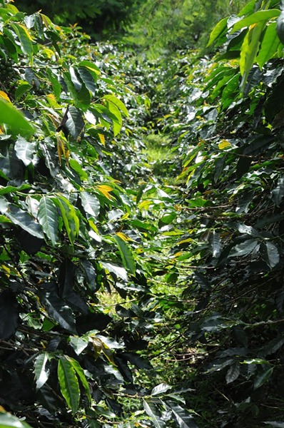 Coffee plants in Costa Rica