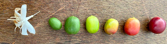different shades of a coffee cherry