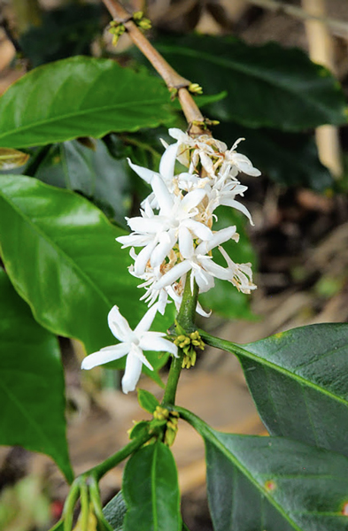 A coffee tree branch with flowers.