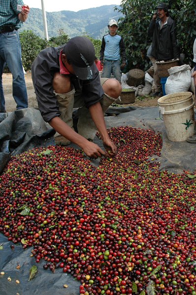 Workers hand sort coffee cherries.