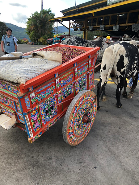 An oxcart in Costa Rica takes coffee cherries to the mill