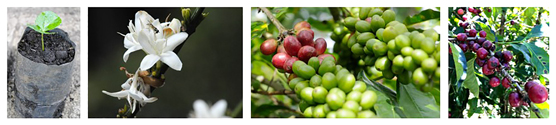 Coffee seedling-flower-cherry
