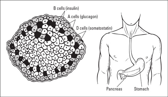diabetes-pancreas