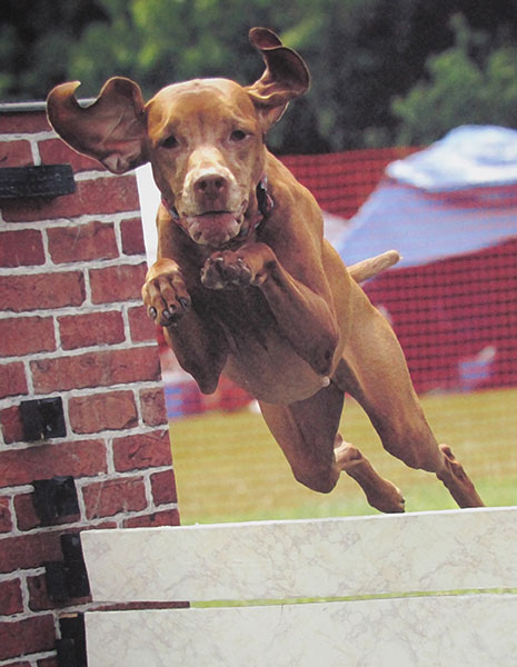 dog in agility trial