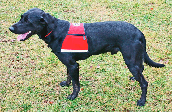 assistance dogs wear vests