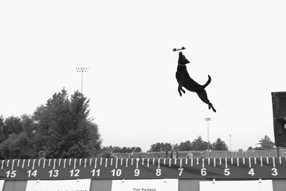 dock diving dog