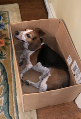 dog hiding in box