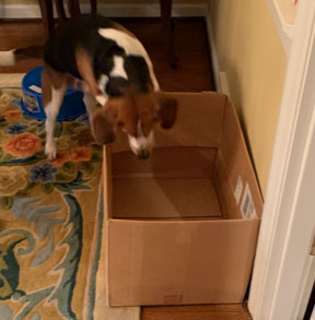 dog leaps in box