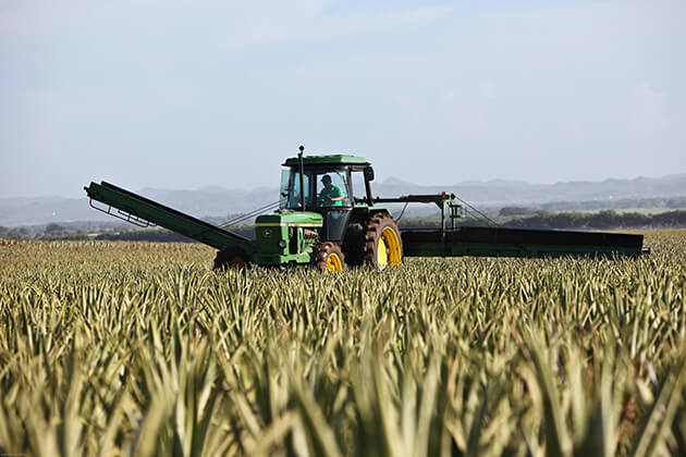 Photo of a tractor working a field of crops
