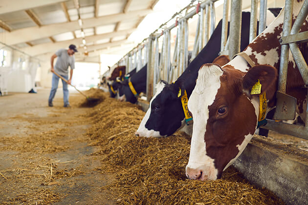 Photo of cows eating hay in a barn