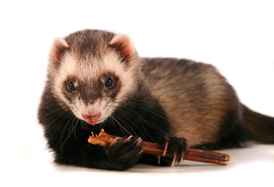 ferret eating meat stick