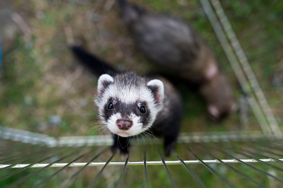 a ferret climbing