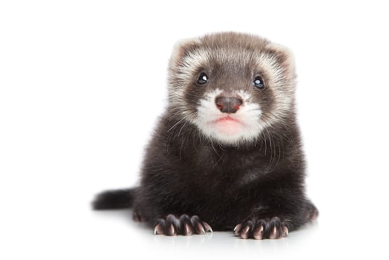 ferrets-puppy.jpg