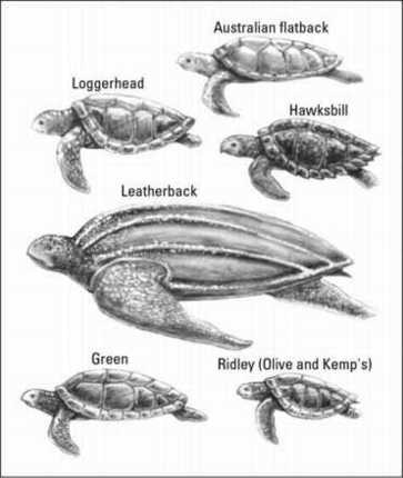 Swimming with Sea Turtles while Scuba Diving - dummies