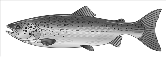 Atlantic salmon