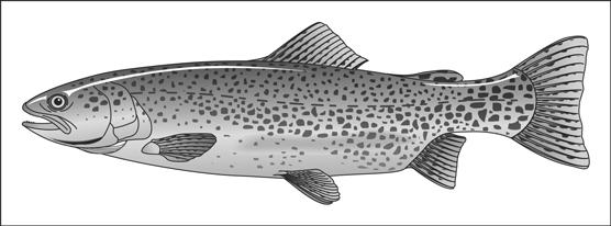 cutthroat trout