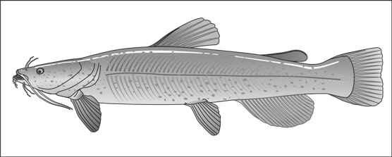 flathead catfish