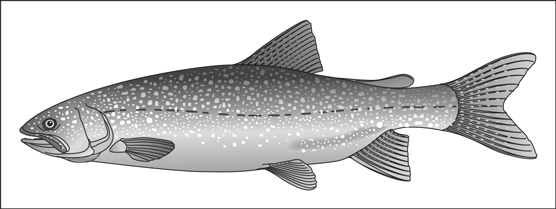 lake trout